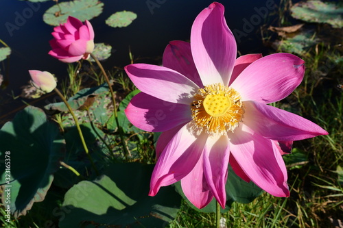 Bean of India or Sacred Lotus blossom with natural green background  Bee with pink petals and yellow pollen in water lilly flower   Tropical plant in Thailand