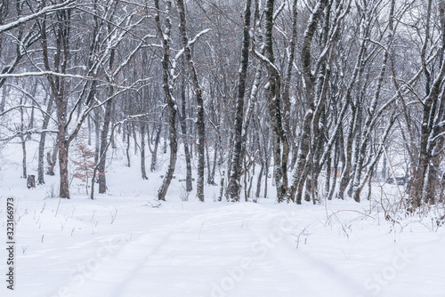 Winter mountain forest, snow covered bare trees