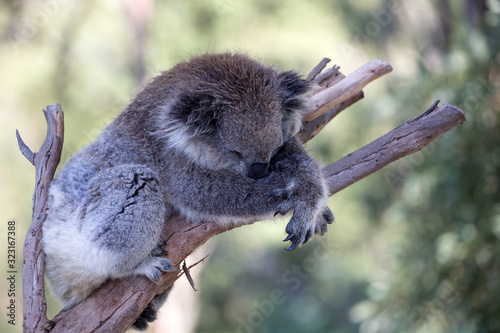 Canvas Print The Australian Koala (Phascularctos cinereous)