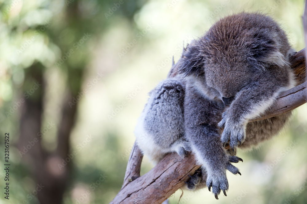Obraz premium The Australian Koala (Phascularctos cinereous) 