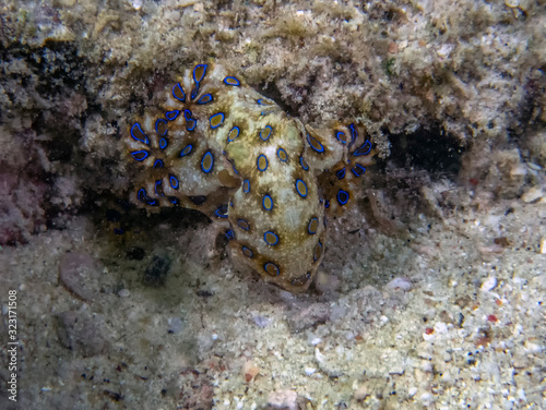 Greater Blue-ringed Octopus (Hapalochlaena lunulata) photo