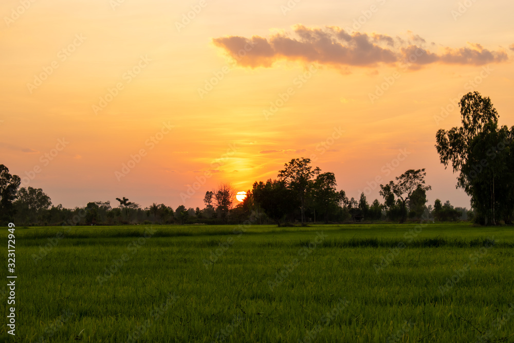 Rice field and sky background at sunset time. 