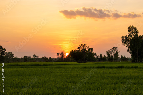 Rice field and sky background at sunset time.  © Su_prasert