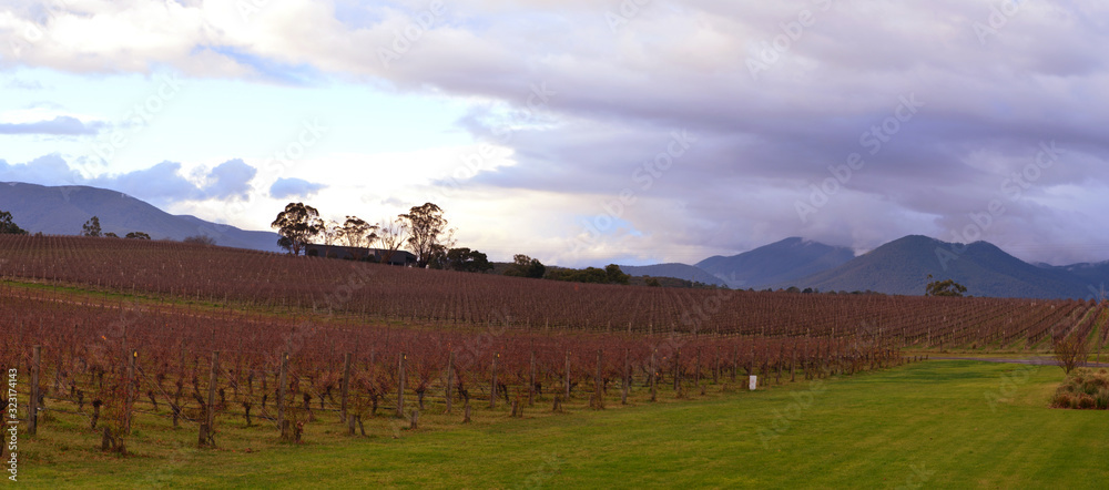Fototapeta premium Oakridge Vineyard Yarra Valley