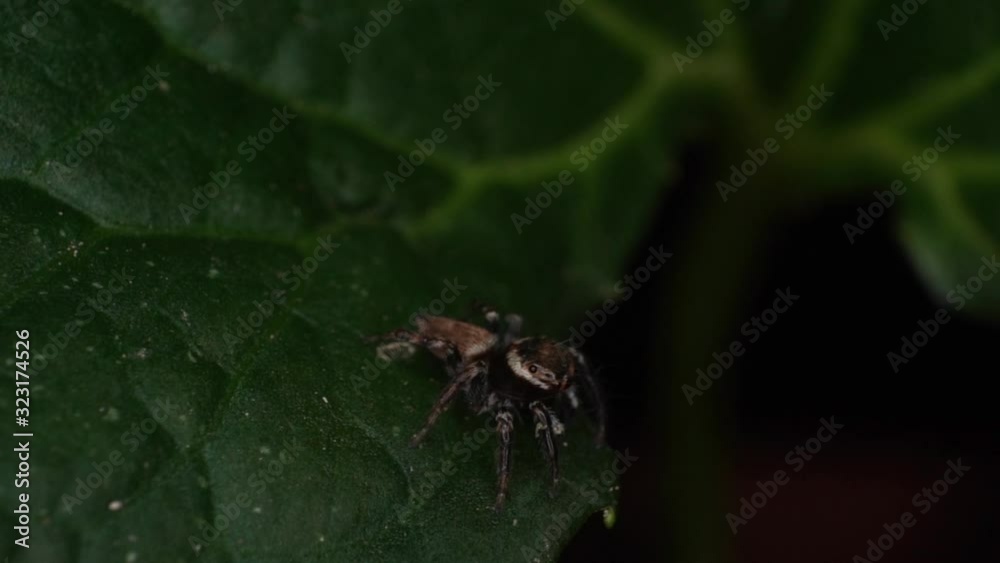 Extreme macro jumping spider looking for a prey on a grean leaf black backround Extreme macro jumping spider looking for a prey on a grean leaf black backround