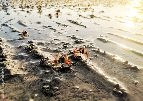 Closeup of a tiny crab eating from sand on a beach during sunrise morning.