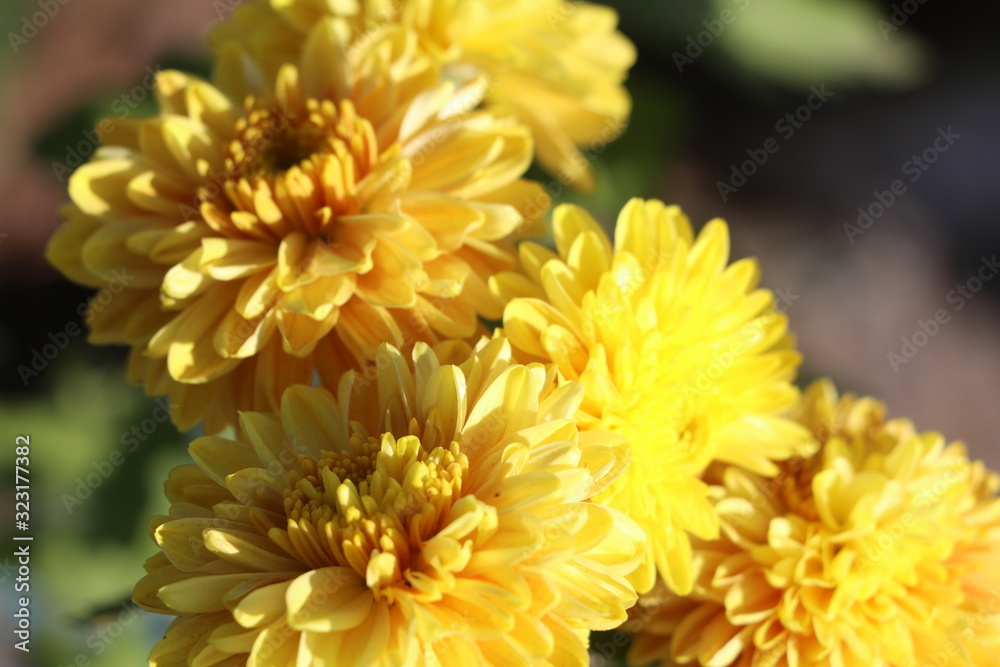 Obraz premium Yellow flower
