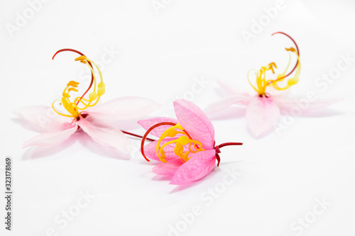 Cassia bakeriana Craib flowers