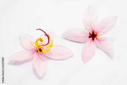 Cassia bakeriana Craib flowers