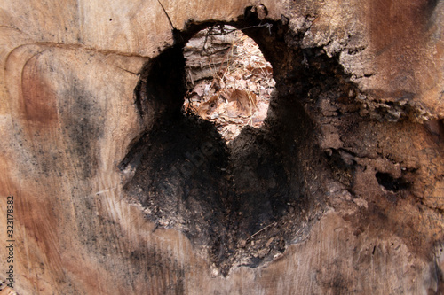 Inside of Tree Log