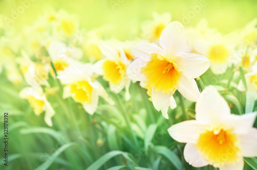 Spring blossoming yellow daffodils, springtime blooming narcissus (jonquil) flowers, shallow DOF, toned
