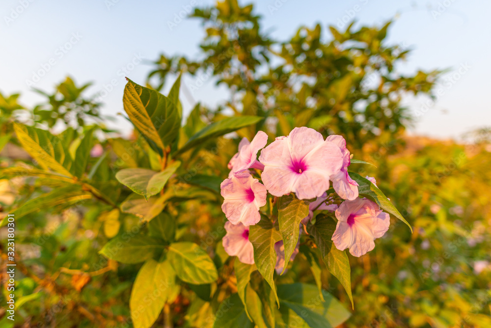 Φωτογραφία Sunrise on pink wild flower in the ancient city of Hampi, India