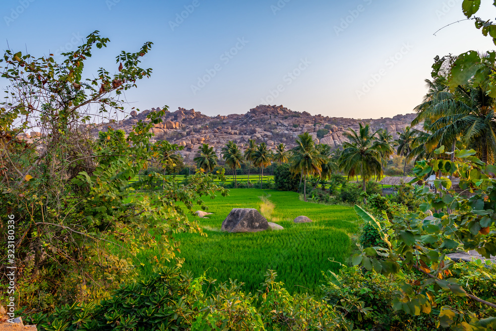 Φωτογραφία Sunrise on rice fields near the ancient city of Hampi, India