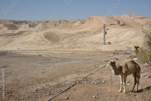 camel in the desert