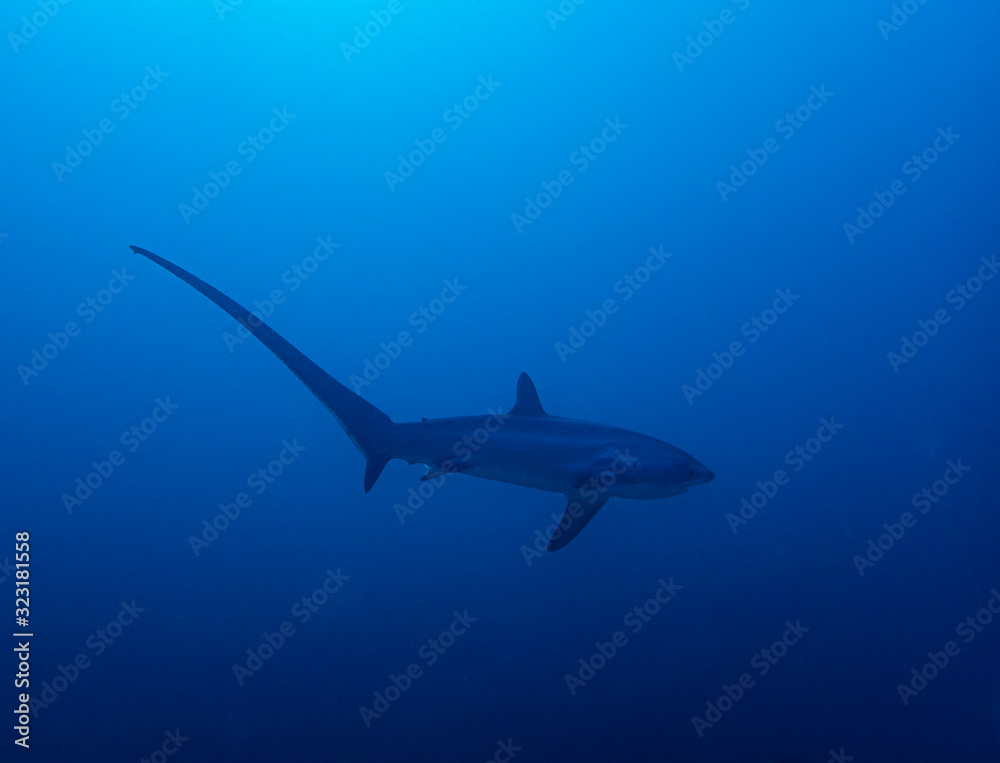 Pelagic Thresher Shark (Alopias pelagicus) Pelagic Thresher Shark (Alopias pelagicus)