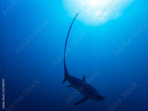 Pelagic Thresher Shark (Alopias pelagicus) photo