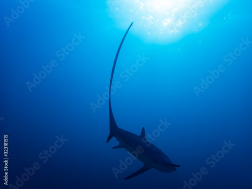 Tableau sur toile Pelagic Thresher Shark (Alopias pelagicus)