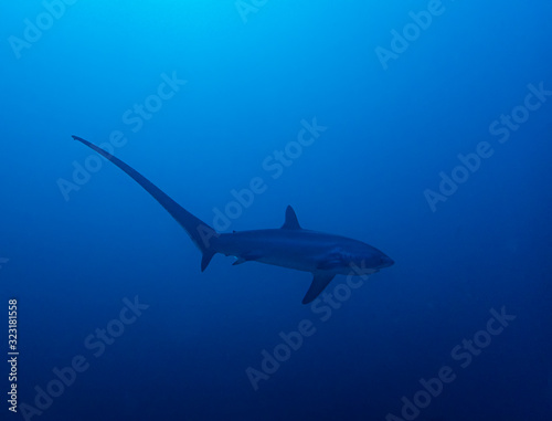 Wallpaper Mural Pelagic Thresher Shark (Alopias pelagicus) Torontodigital.ca