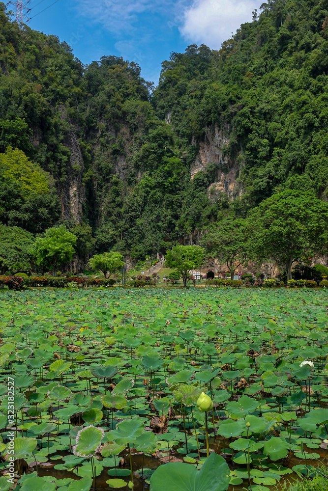 Lotus pond located at Gunung Rapat Ipoh