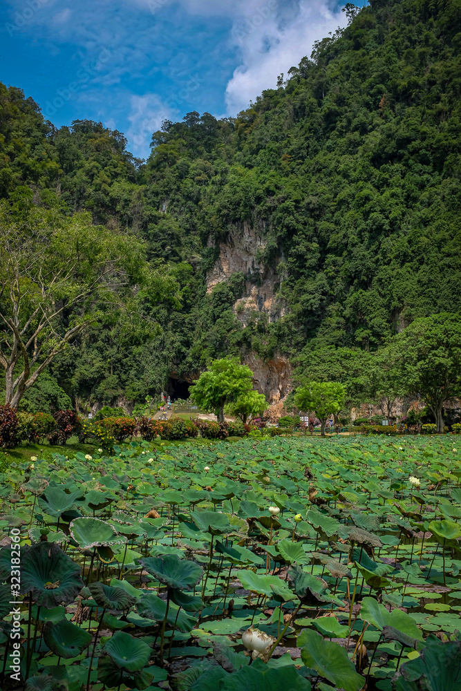 Lotus pond located at Gunung Rapat Ipoh