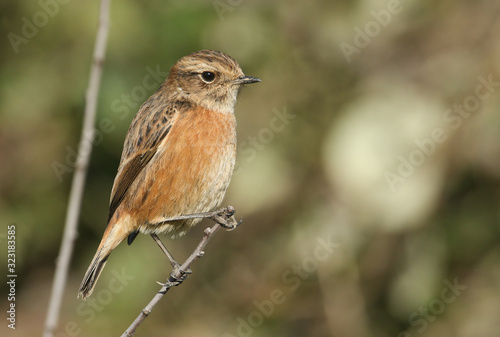 A beautiful female Stonechat, Saxicola rubicola, perching on a tree. It is looking around for insects to capture and eat.