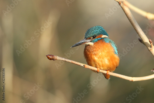 A beautiful hunting Kingfisher, Alcedo atthis, perching on a branch of a Horse Chestnut tree, growing over a river. It has been diving into the water catching fish.