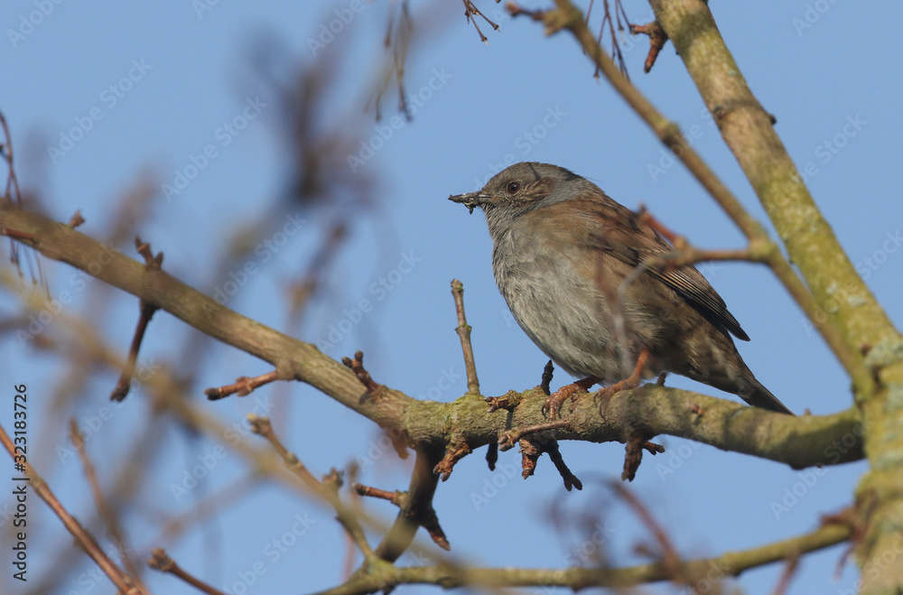 A pretty Dunnock, Prunella modularis, or Hedge Sparrow perching on a branch of a tree. A pretty Dunnock, Prunella modularis, or Hedge Sparrow perching on a branch of a tree.