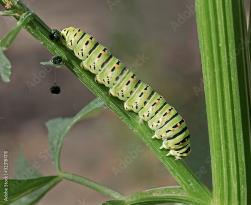 closeup of a swallowtail butterfly caterpillar crawling on a celery stalk while excreting balls of feces photo