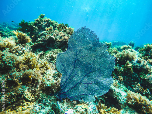 Fan coral