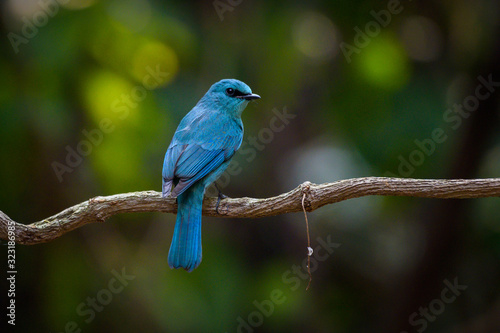 Verditer Flycatcher  in the forest at Sri Satchanalai National Park, Thailand 