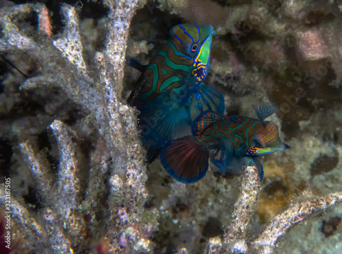 Colourful Madarinfish (Synchiropus splendidus) on a night dive in the Philippines