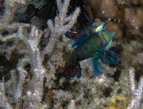 Colourful Madarinfish (Synchiropus splendidus) on a night dive in the Philippines