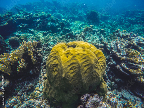 stone coral