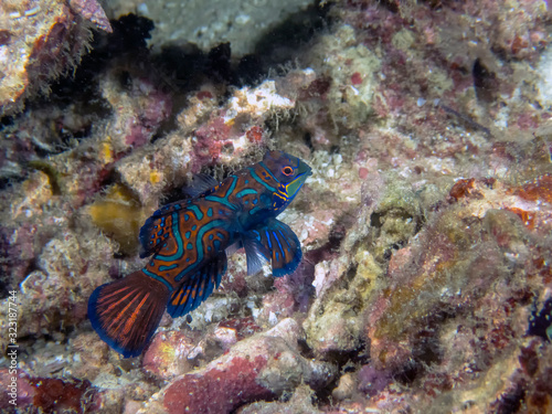 Wallpaper Mural Colourful Madarinfish (Synchiropus splendidus) on a night dive in the Philippines Torontodigital.ca