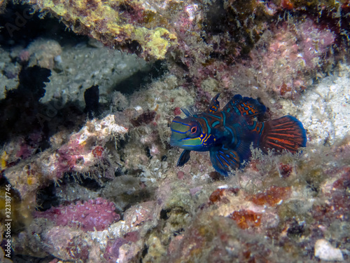 Colourful Madarinfish (Synchiropus splendidus) on a night dive in the Philippines photo