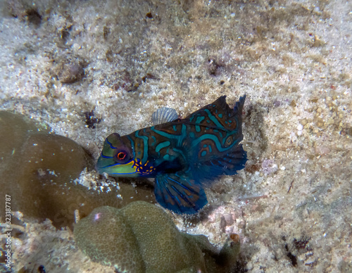 Colourful Madarinfish (Synchiropus splendidus) on a night dive in the Philippines photo