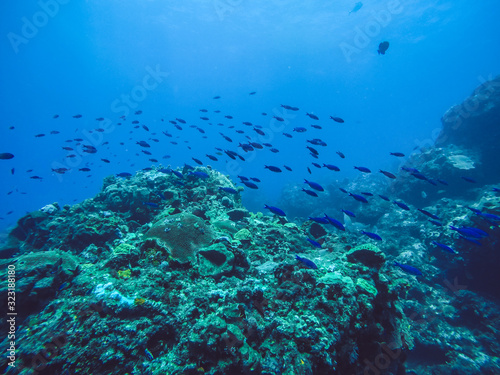 Fototapeta Naklejka Na Ścianę i Meble -  Fish swimming around reef