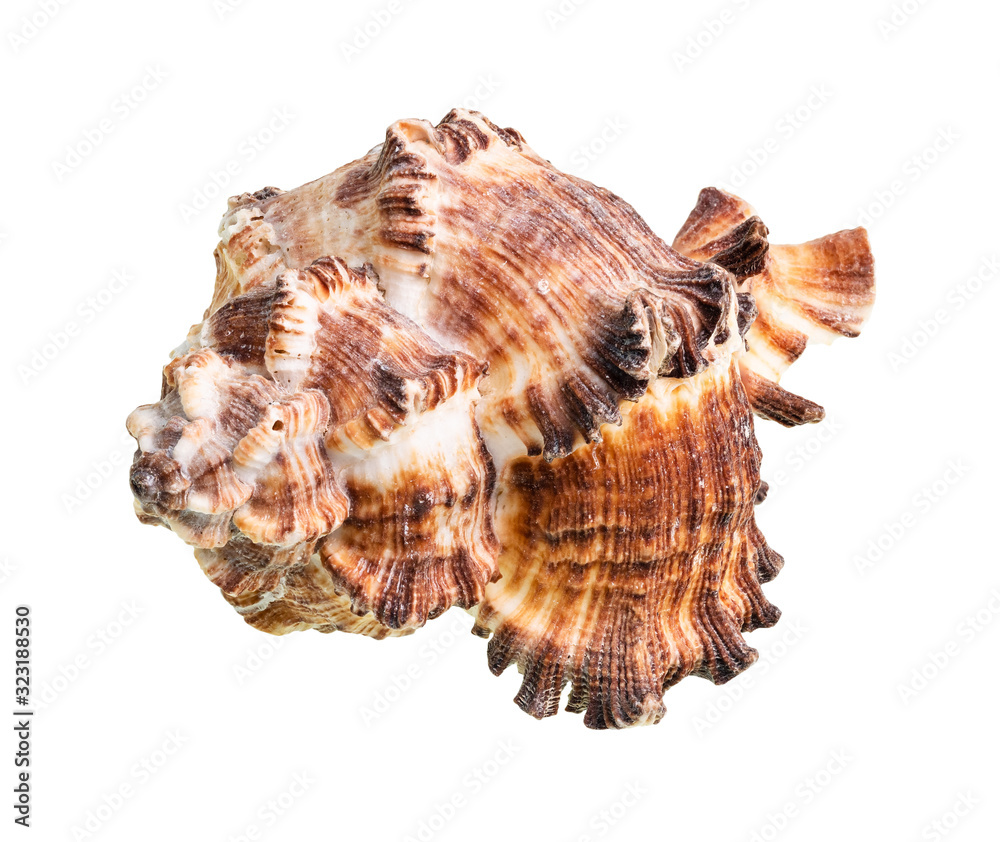 dried conch of brown muricidae mollusk cutout