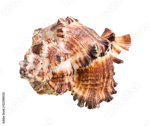dried conch of brown muricidae mollusk cutout
