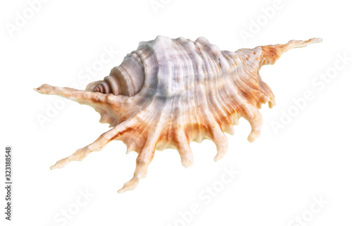 Billede på lærred dried shell of murex snail cutout on white