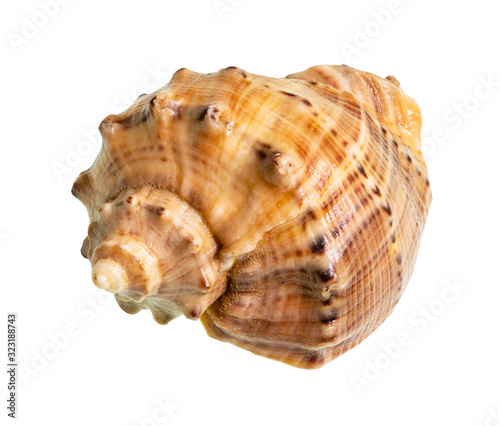dried shell of rapana cutout on white