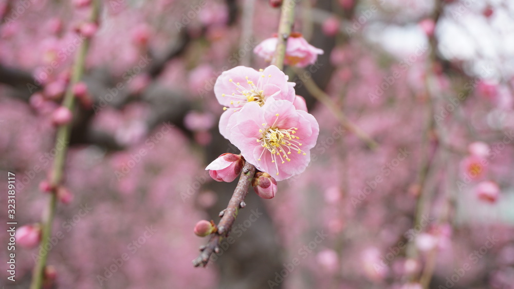 美しい梅の花に魅せられて! 美しい梅の花に魅せられて!