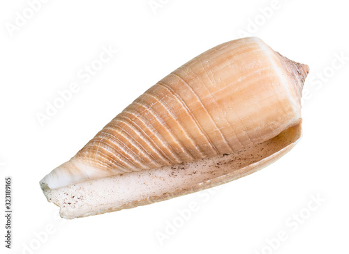 dried empty shell of cone snail cutout on white
