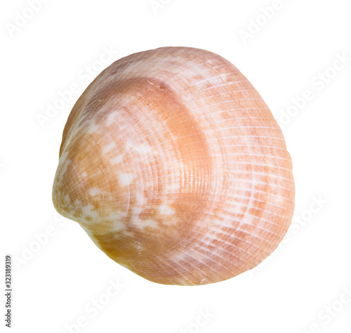 dried brown shell of clam cutout on white