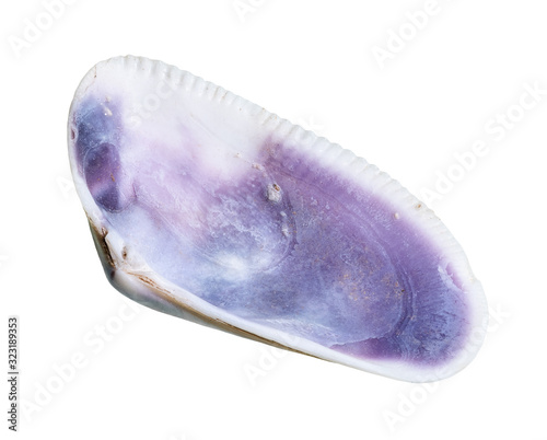 dried empty blue shell of clam cutout on white