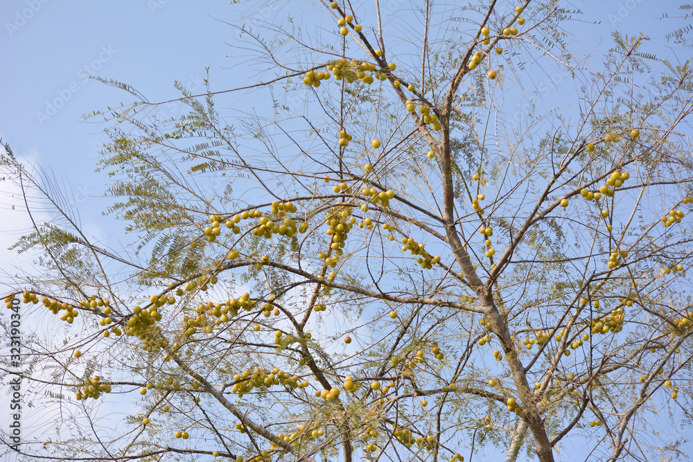 Indian Gooseberries or Amla fruit hanging on tree. Indian gooseberry is an essential ingredient of the traditional Indian Ayurvedic medicines. Indian Gooseberries or Amla fruit hanging on tree. Indian gooseberry is an essential ingredient of the traditional Indian Ayurvedic medicines.