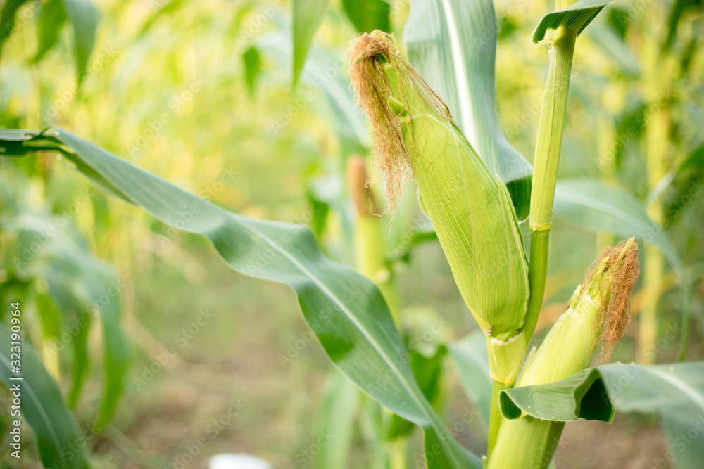 Closer to the corn on the farmer's farm. Closer to the corn on the farmer's farm.