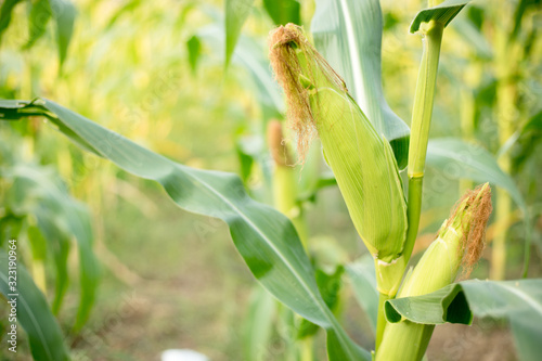 Closer to the corn on the farmer's farm.