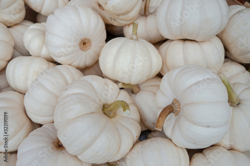 group of white pumpkins picked for the holiday Halloween season