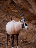 Arabian Oryx at Al Ula Nature Reserve